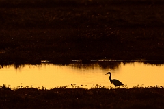 David Plant Photography - Wildlife Photography - Little egret - L